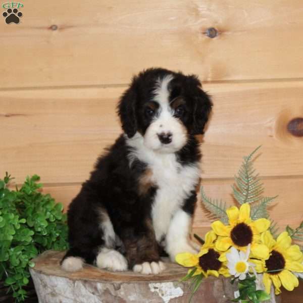 Apple – F1, Bernedoodle Puppy